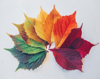 Different coloured leaves